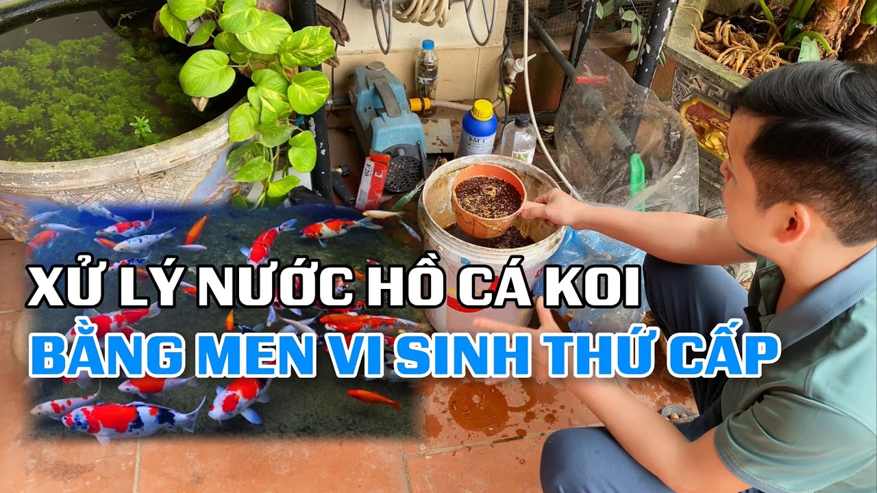 Xử lý nước hồ cá Koi bằng men vi sinh thứ cấp giúp nước trong veo