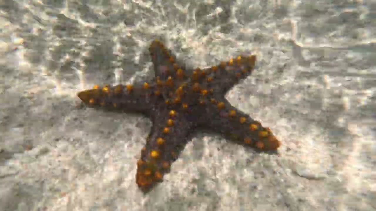 Plus Ultra Zanzibar's Kwale Island Starfish Close-Up