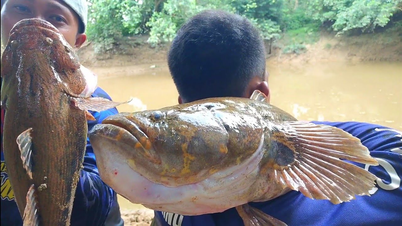 Viral !!! Mancing ikan betutu besar di sungai pedalaman