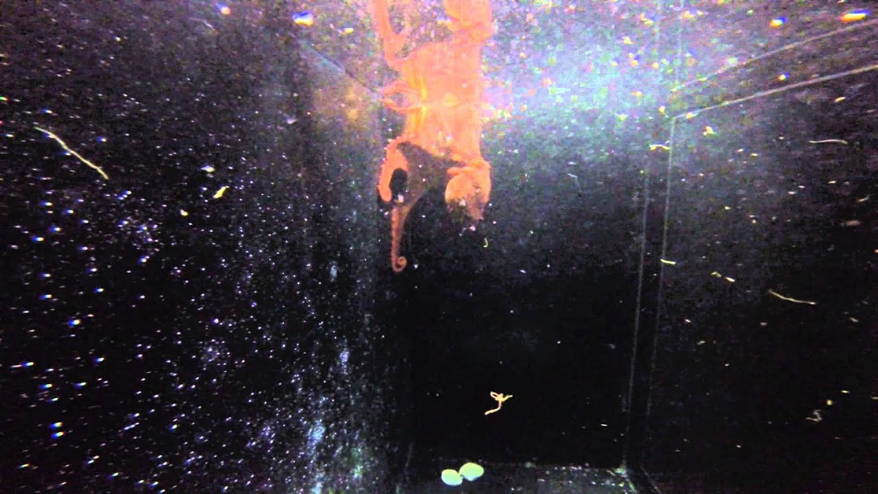 Halloween Enrichment - Octopus Pumpkin Huntin