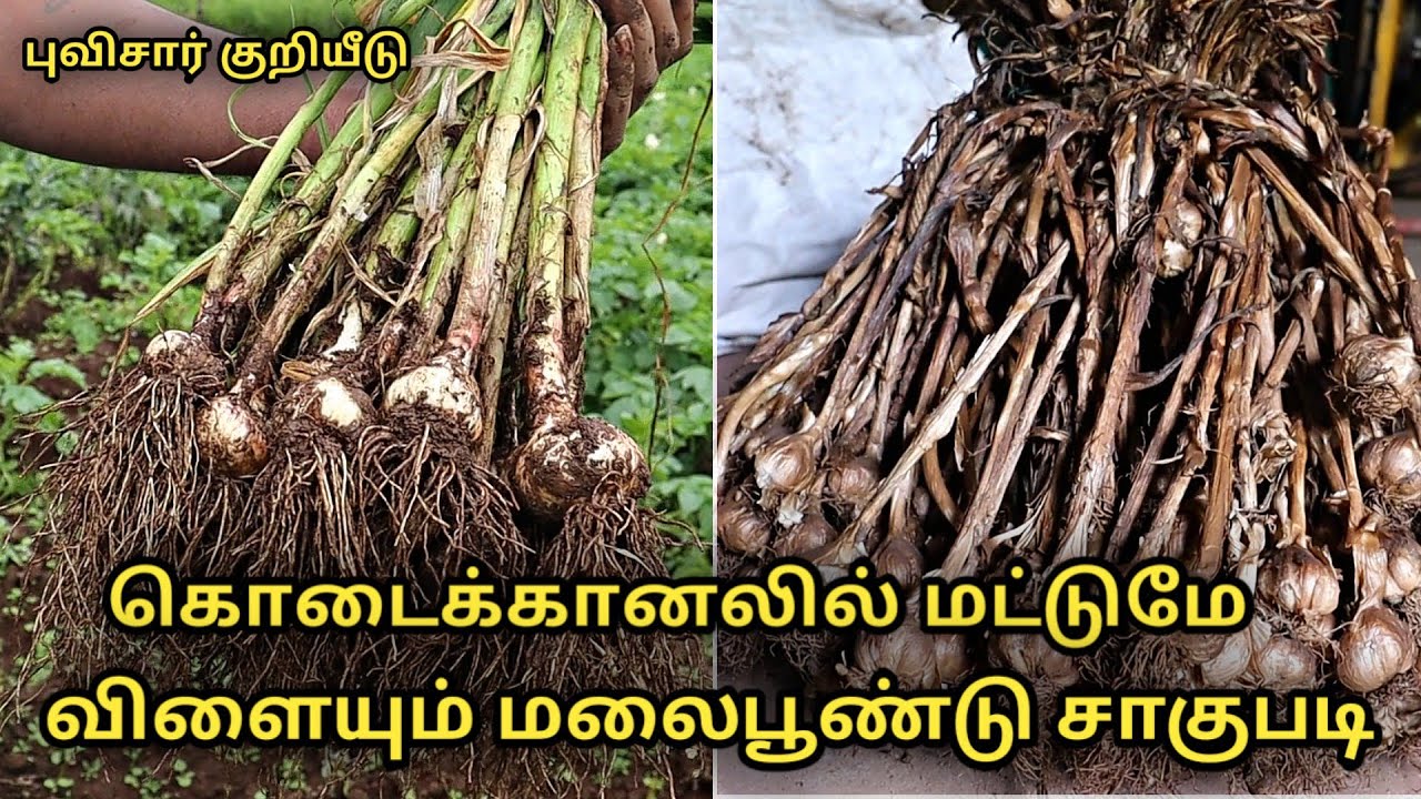 கொடைக்கானலில் மட்டுமே விளையும் மலைபூண்டு சாகுபடி || kodaikanal hill garlic cultivation in tamil