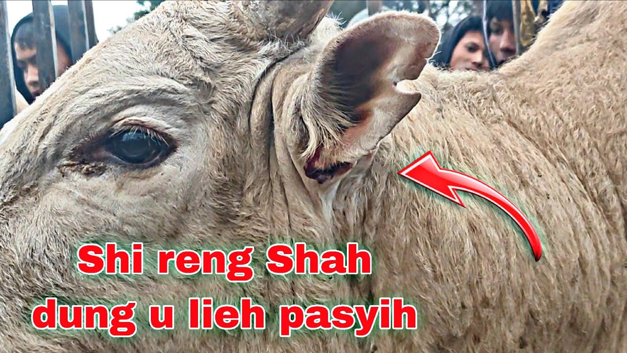 Phet lamwir u lieh pasyih ba Shah dung Ha  u Braiñ  muthlong || Jop u brain ia u lieh pasyih 