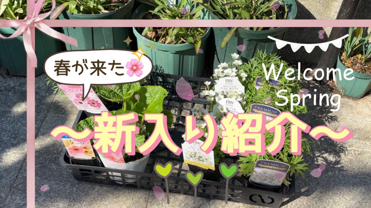 春の新入り紹介🌸