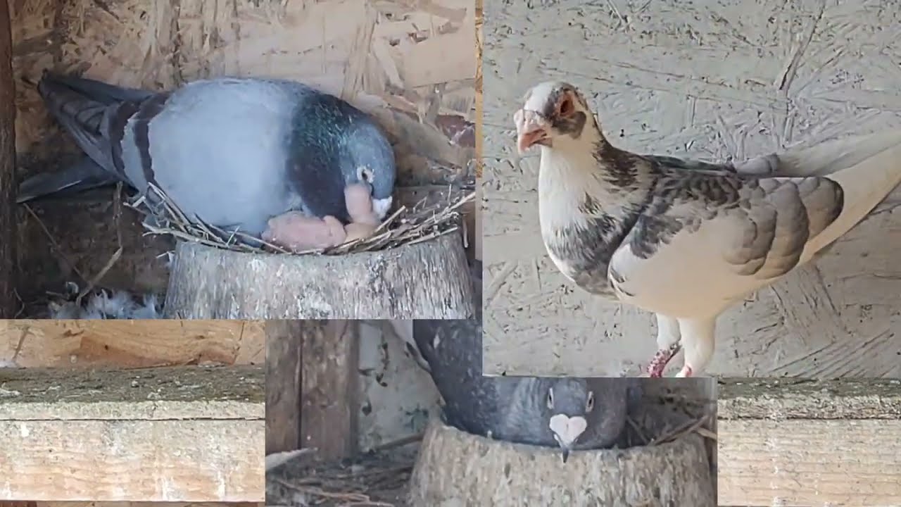 Vizita Columbofilă/ Culori și Genetică la Amighito Auraș / Aurelian Urdea