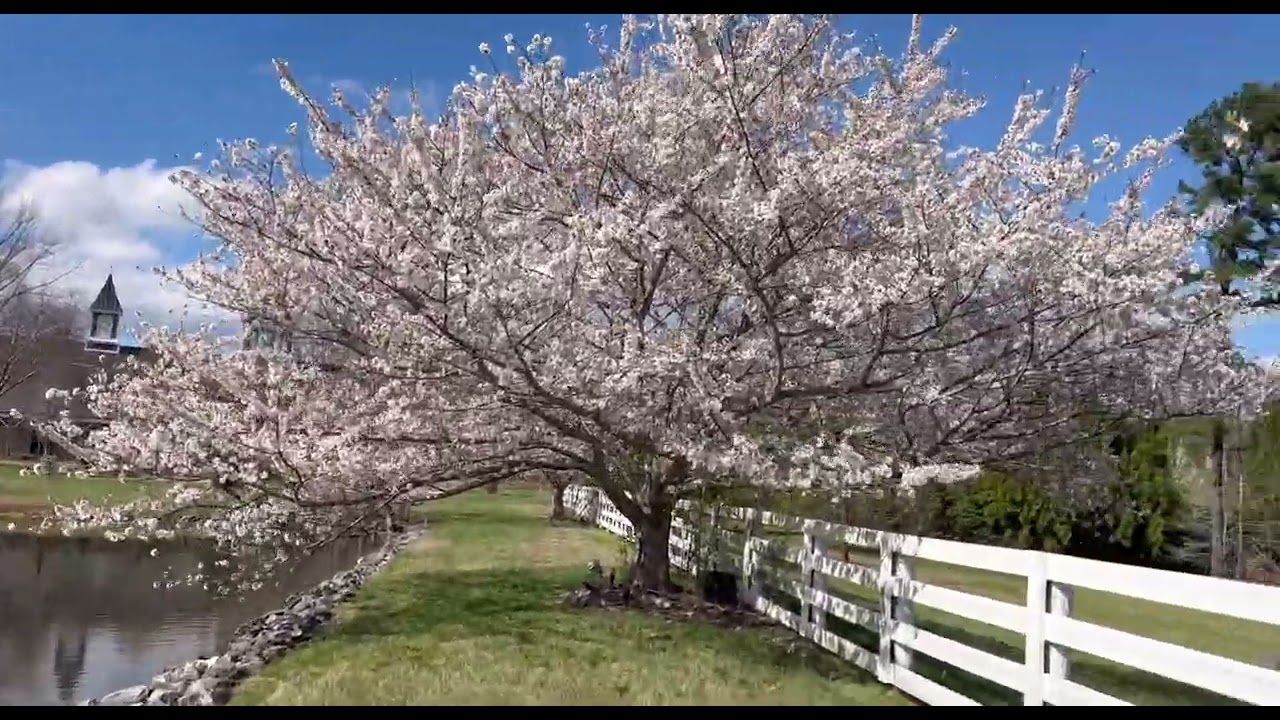 Experienced the Cherry Blossoms in our Place!