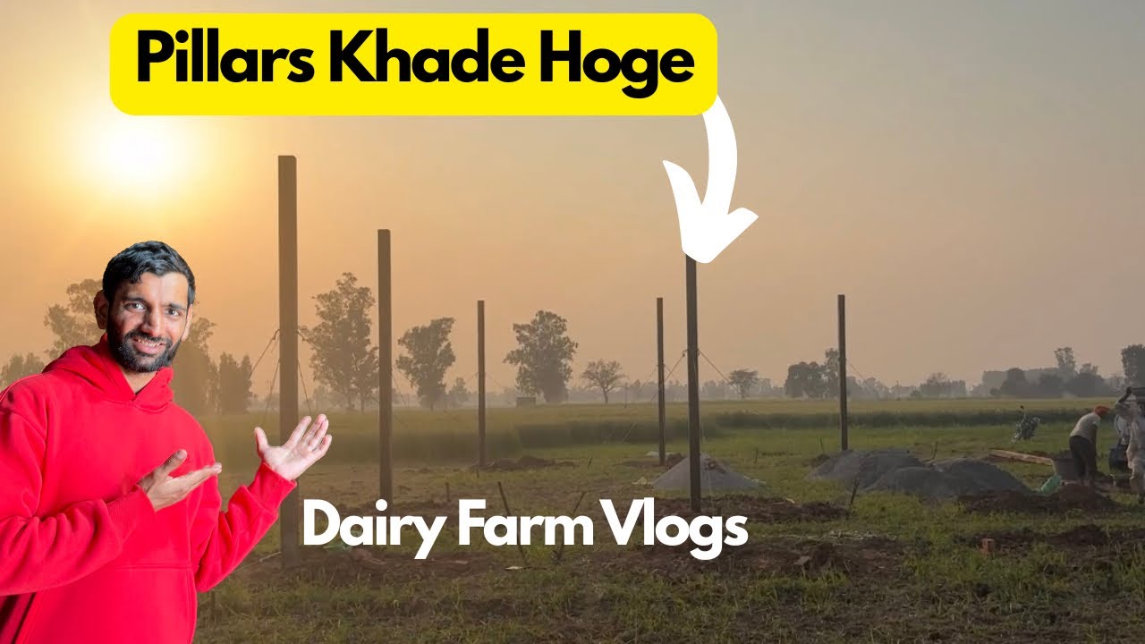 Pillars Khade Hoge New Dairy Farm De Shed De.