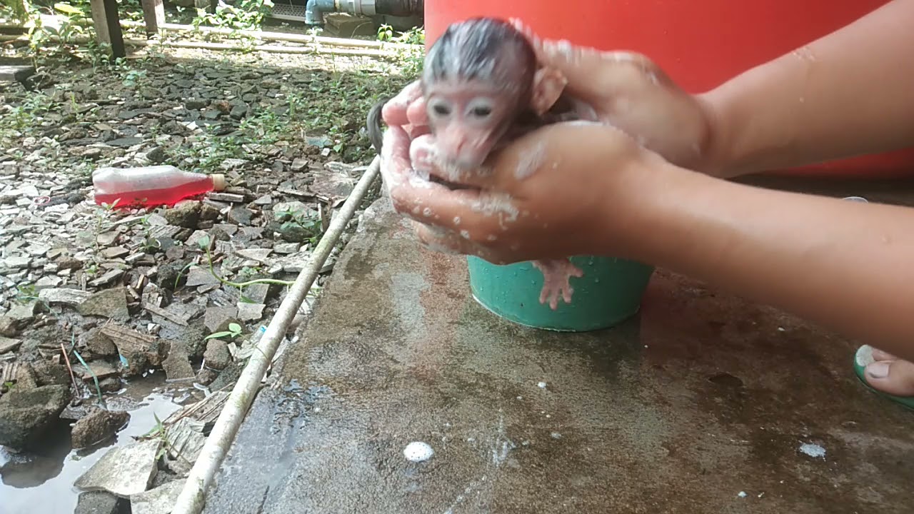 mandikan Milly, si bayi monyet lucu