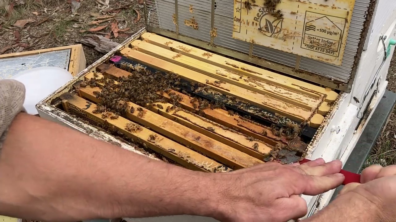 Winter Beehive Inspections - Preparing for Almond Pollination