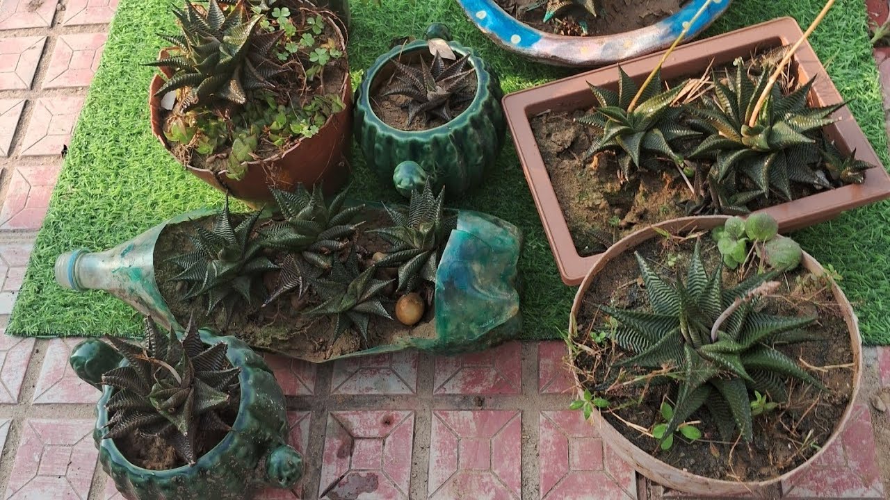 Beautiful  cucculent plant, Haworthia, twirl  care tips  