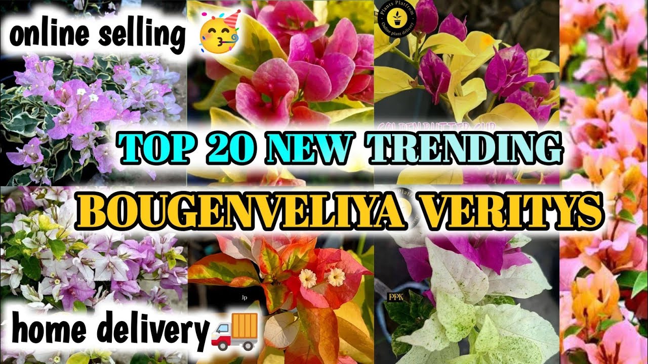 TOP 20 NEW TRENDING BOGENVILLEA VERITY🥳|ALL INDIA HOME DELIVERY🚚|ONLINE SELLING|BOGENVILLEA PLATFORM