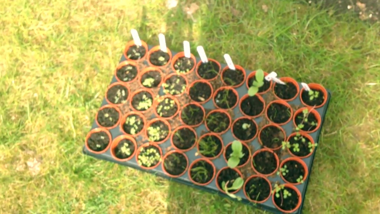 Diary Of A Suburban Farmer: A Quick Tour Of My Garden
