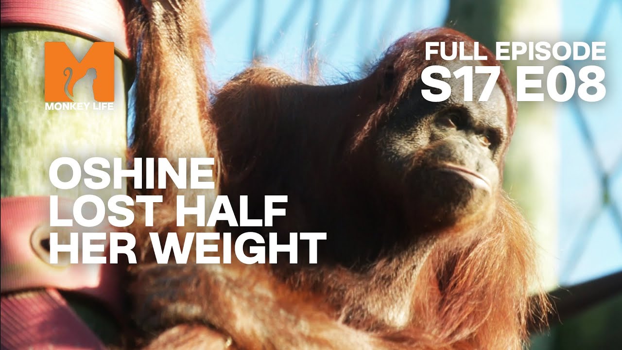 Oshine Lost Half Her Weight | Season 17 Episode 8 | Full Episode | Monkey Life