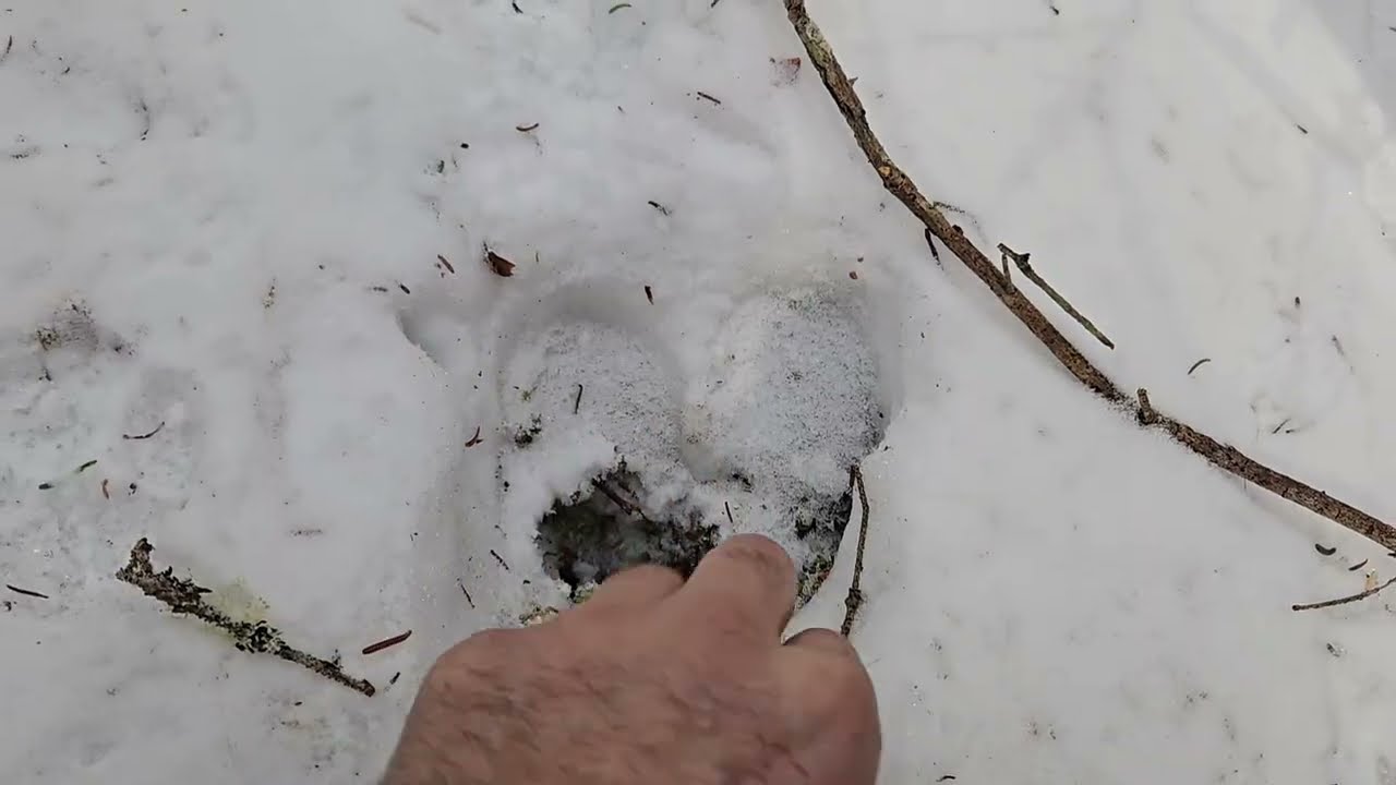 Tracking down a HUGE Moose 