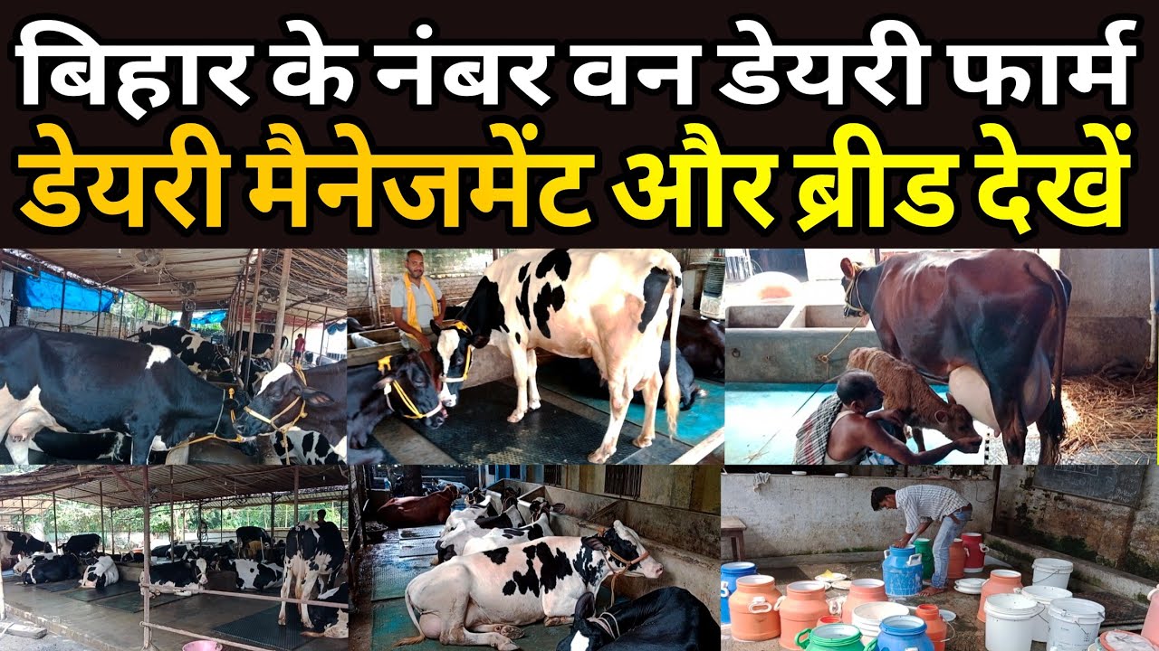 बिहार के नंबर वन👍डेयरी फार्म का पुरी जानकारी/tdm dairy farm mokama patna bihar/dairy farm bihar ||