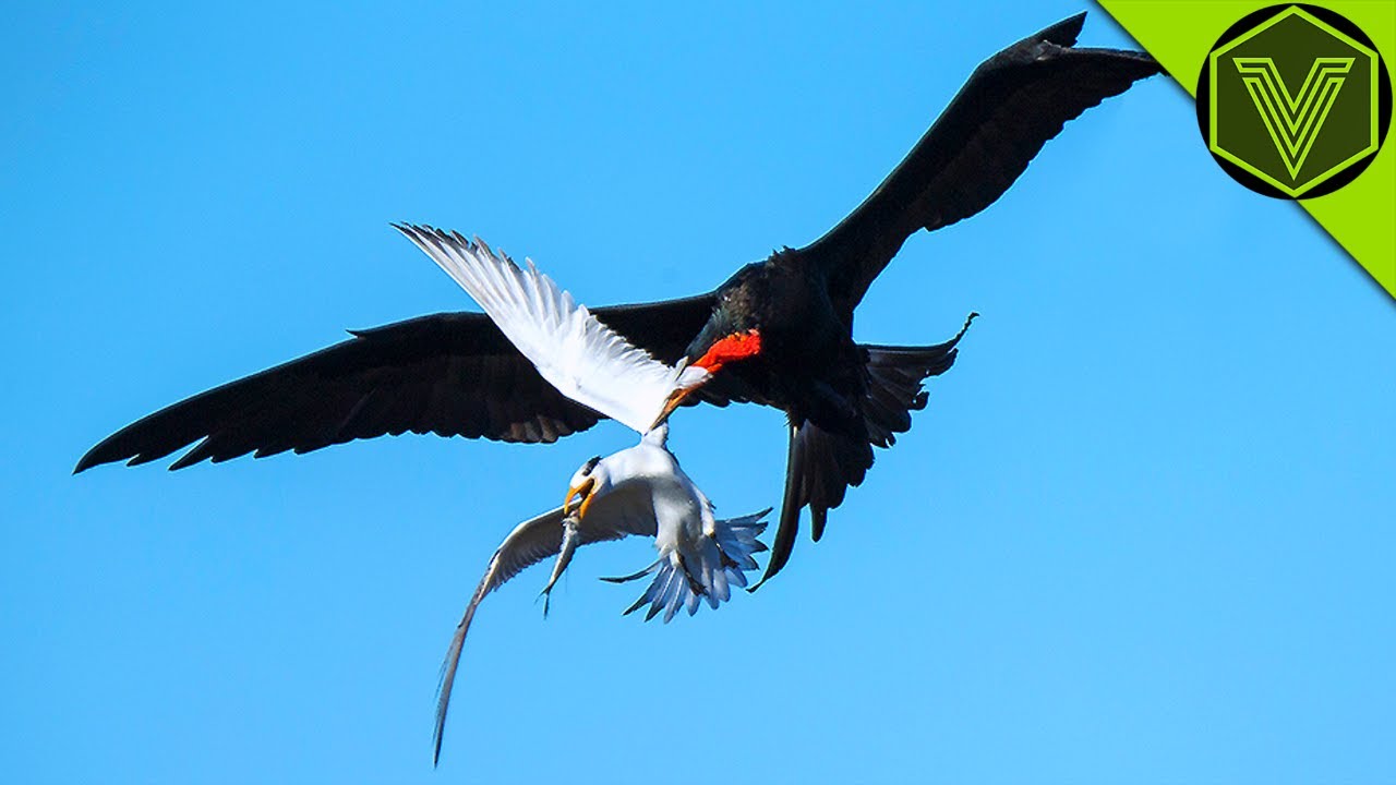 FRIGATEBIRD - the sky gangster feared by all seabirds! Frigatebird vs sea turtle and flying fish!