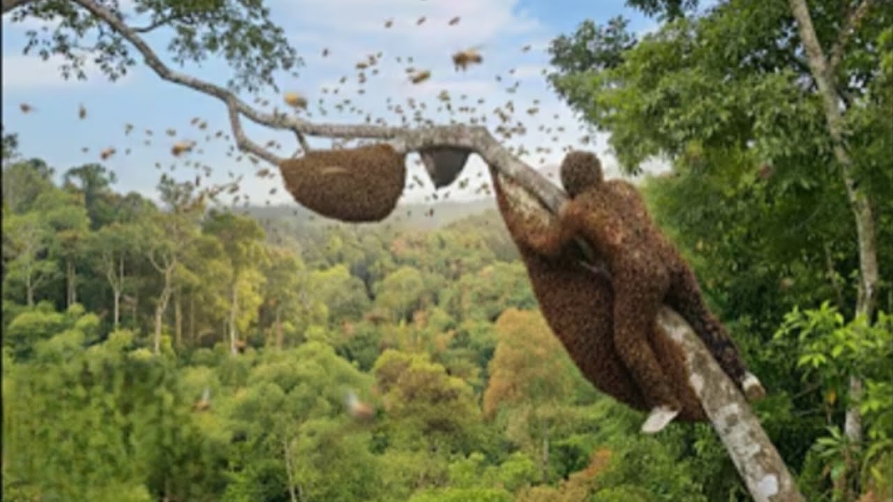 Extreme Wild Honey Hunt at 300m – Swarmed by Angry Bees in Mid Air!