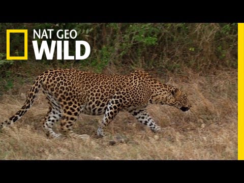 Leopards, Langurs and Deer, Oh My! | Wild Sri Lanka