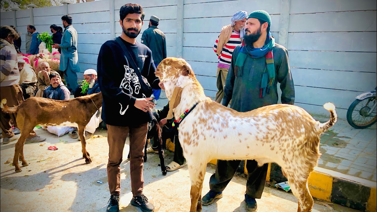 Lahore Shahpur Kanjra Mandi Update Bakre Chatre Qurbani 2026 Awami Shoq Official 