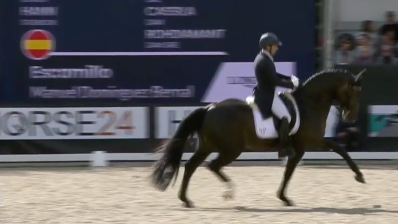 Escamillo 7 year old stallion WYHBC test Bronze medal