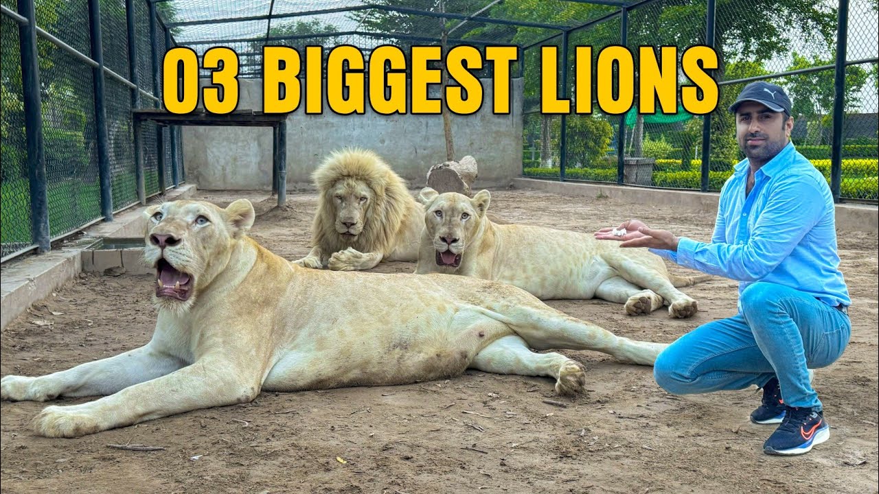 😱 3 Giant White Lions You Have Never Seen Before 🔥🦁 Big Lions