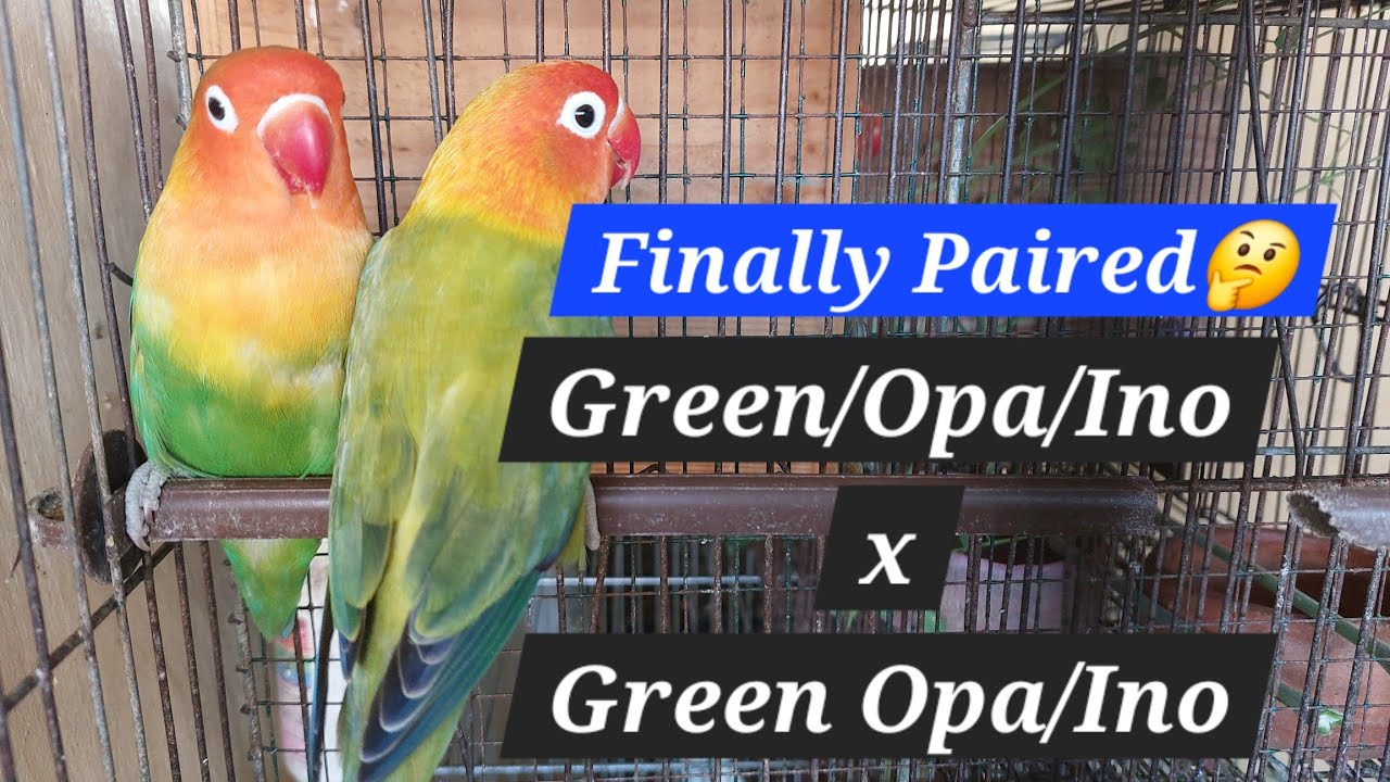 “Possible Lutino Opaline?! Green Split Opaline Split Ino Pair Update”