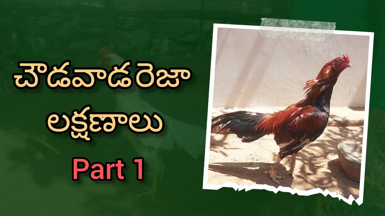 చౌడవాడ రెజా లక్షణాలు # chowdawada reza #reza #chowduwadaassel