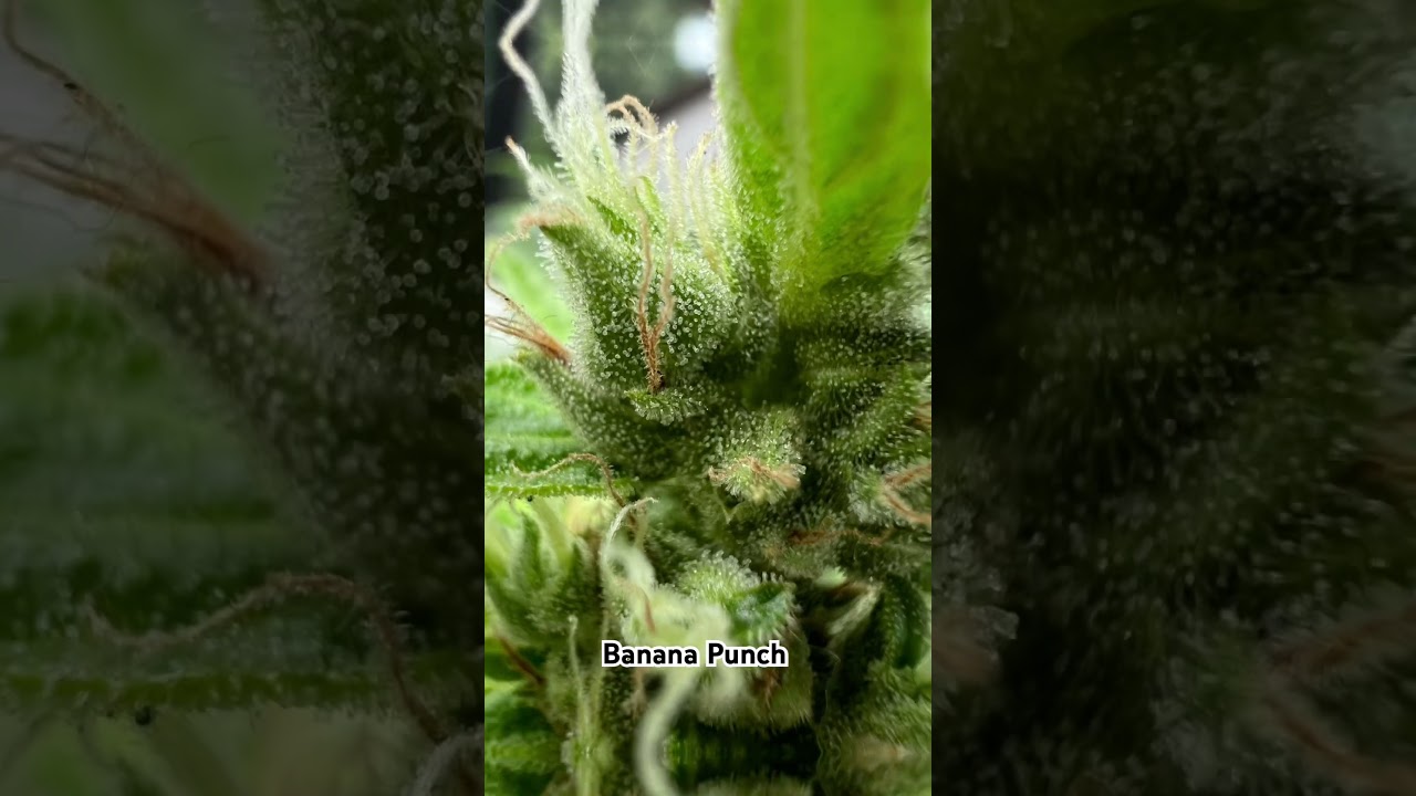 Banana Punch Auto 🍌👊🏼 close-up buds 😌#cannabisdaily #sun #outdoors #plants #flowers #shorts