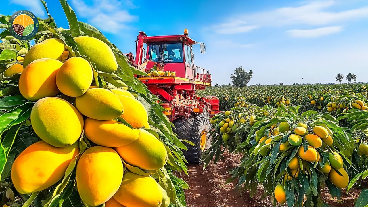How Farmers Harvest Mango Fruit - Awesome Mango Juice Processing | Farming Documentary