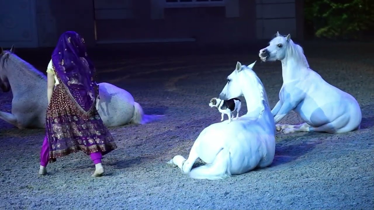 Die Sommershow von Cavalluna Sommercamp total verrück 2025 ein paar bewegte Bilder