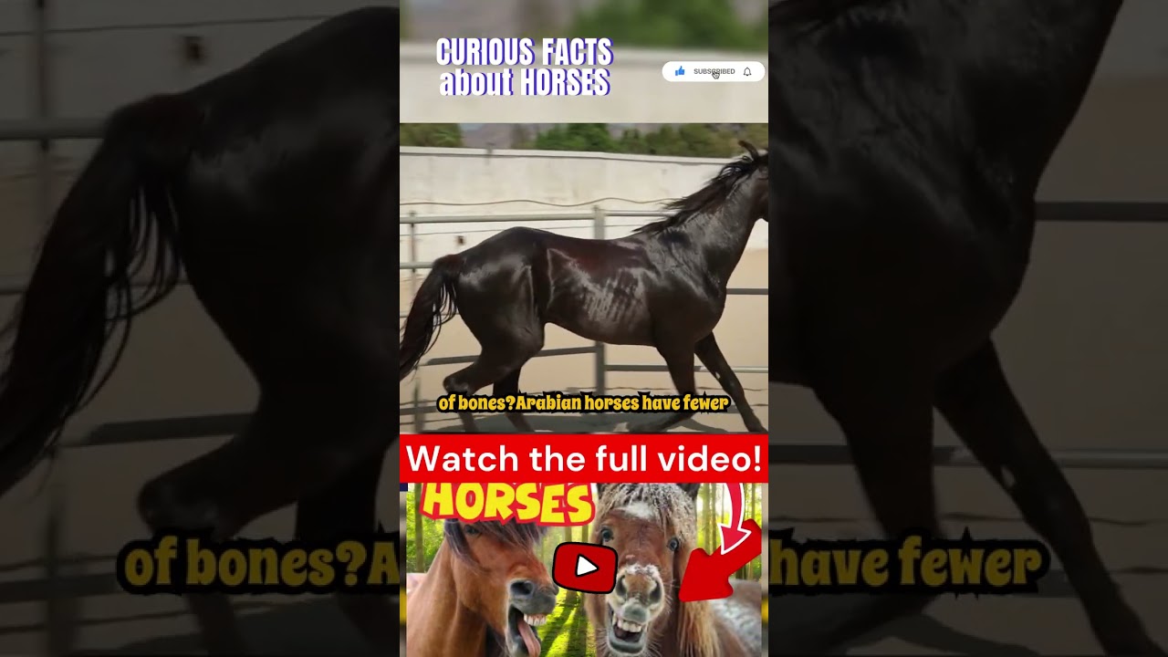 Facts about horses Part 20 #horse #horses #animal #animals #facts #curiosities