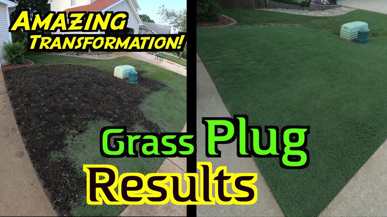 Bermuda Grass Plugs | Repairing Bare Spots | Low Mow with Rotary Lawn Mower