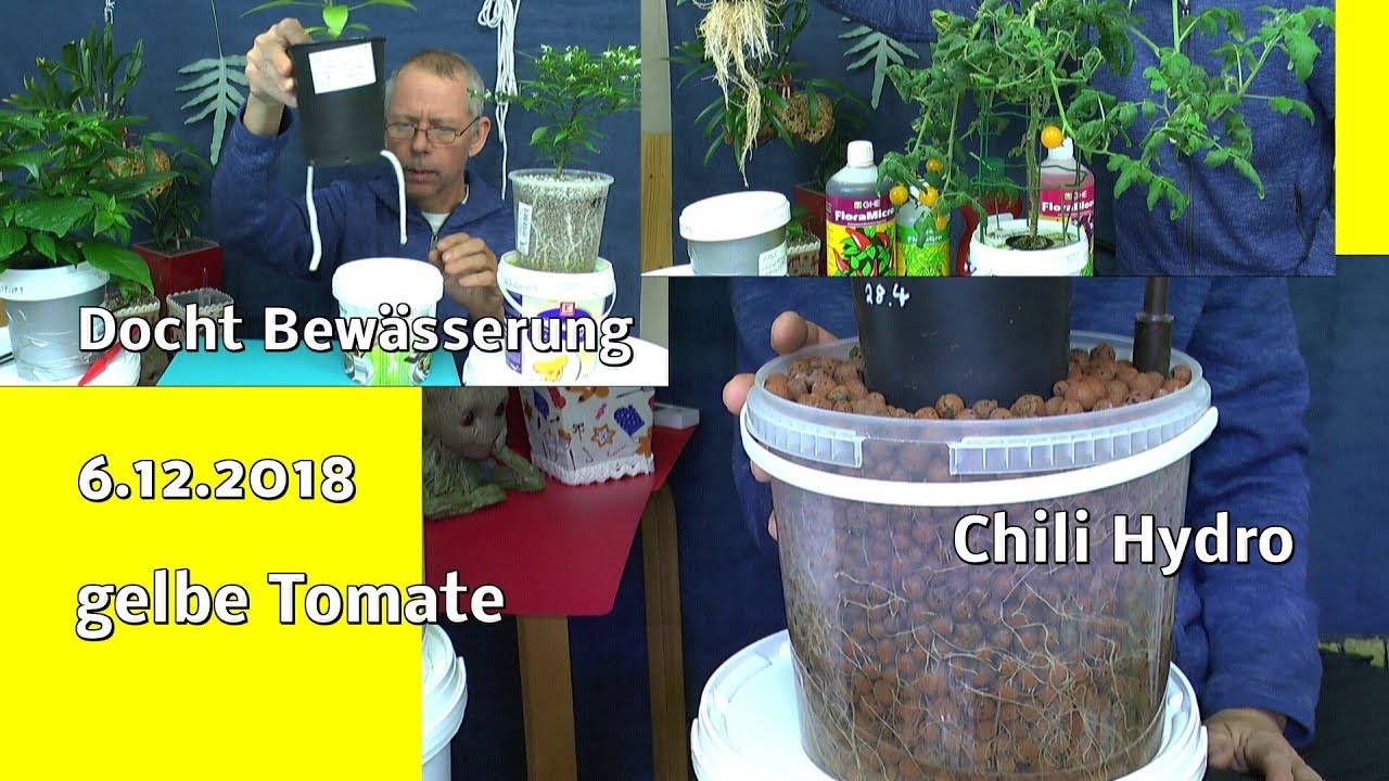 Tomate im Haus Ernten und Düngen. Hydroponik Chili im Haus Docht Bewässerung herstellen
