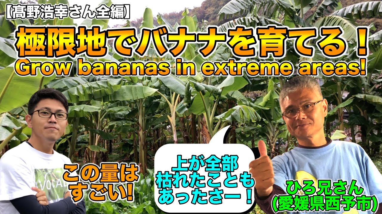 【髙野浩幸さんコラボ前編】本土，愛媛でのバナナ栽培！育て方や冬の管理について！多品種！【バナナ栽培必見！】Banana cultivation in Japan! How to grow.