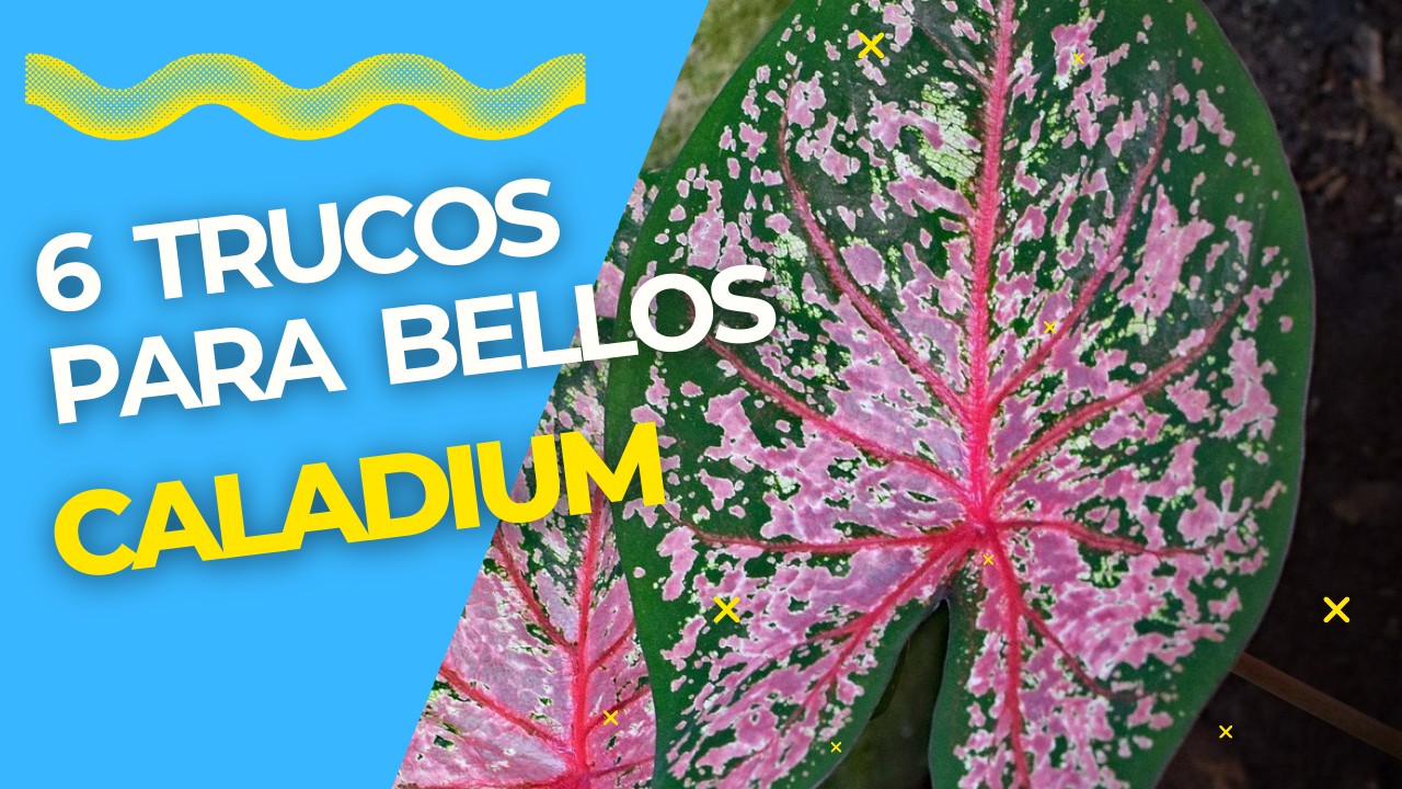 Descubre 6 CUIDADOS esenciales para tus CALADIUM / TRUCOS infalibles para CALADIUM siempre BELLOS