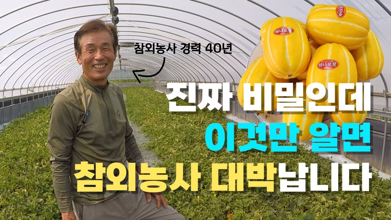 베테랑 참외 농가가 알려주는 참외 재배 노하우! 이것만 알면 참외농사 대박납니다. (※마지막 반전! 끝까지 시청주의※)