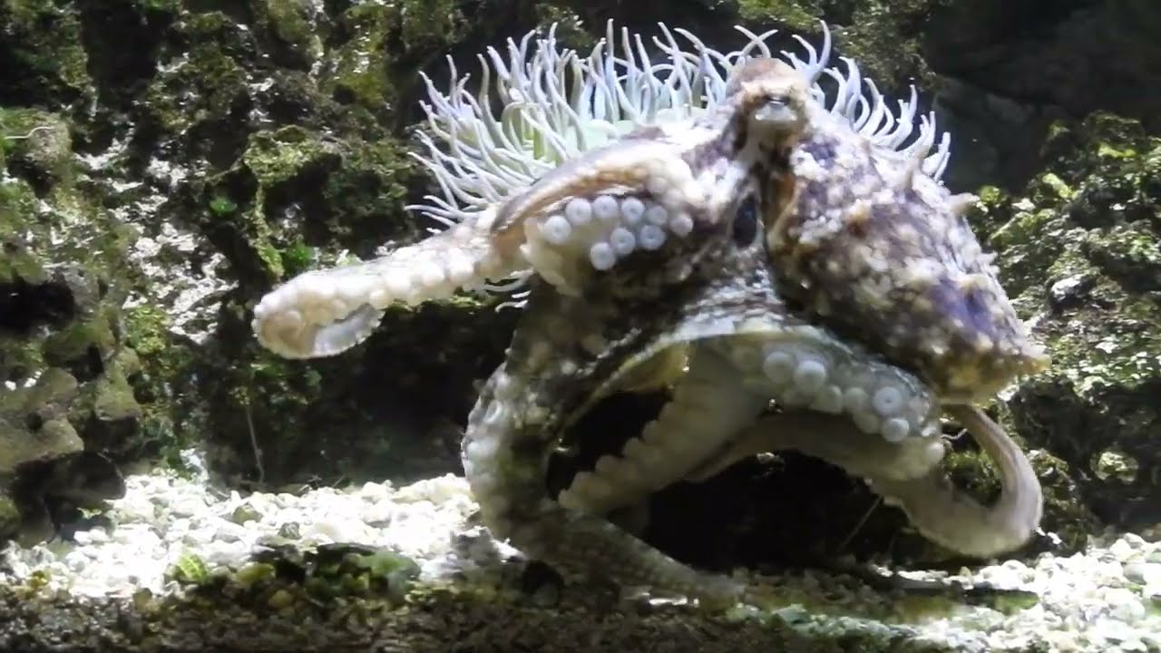 WHAT ANIMAL HAS THREE HEARTS AND A DONUT-SHAPED BRAIN? - The California Two-Spot Octopus