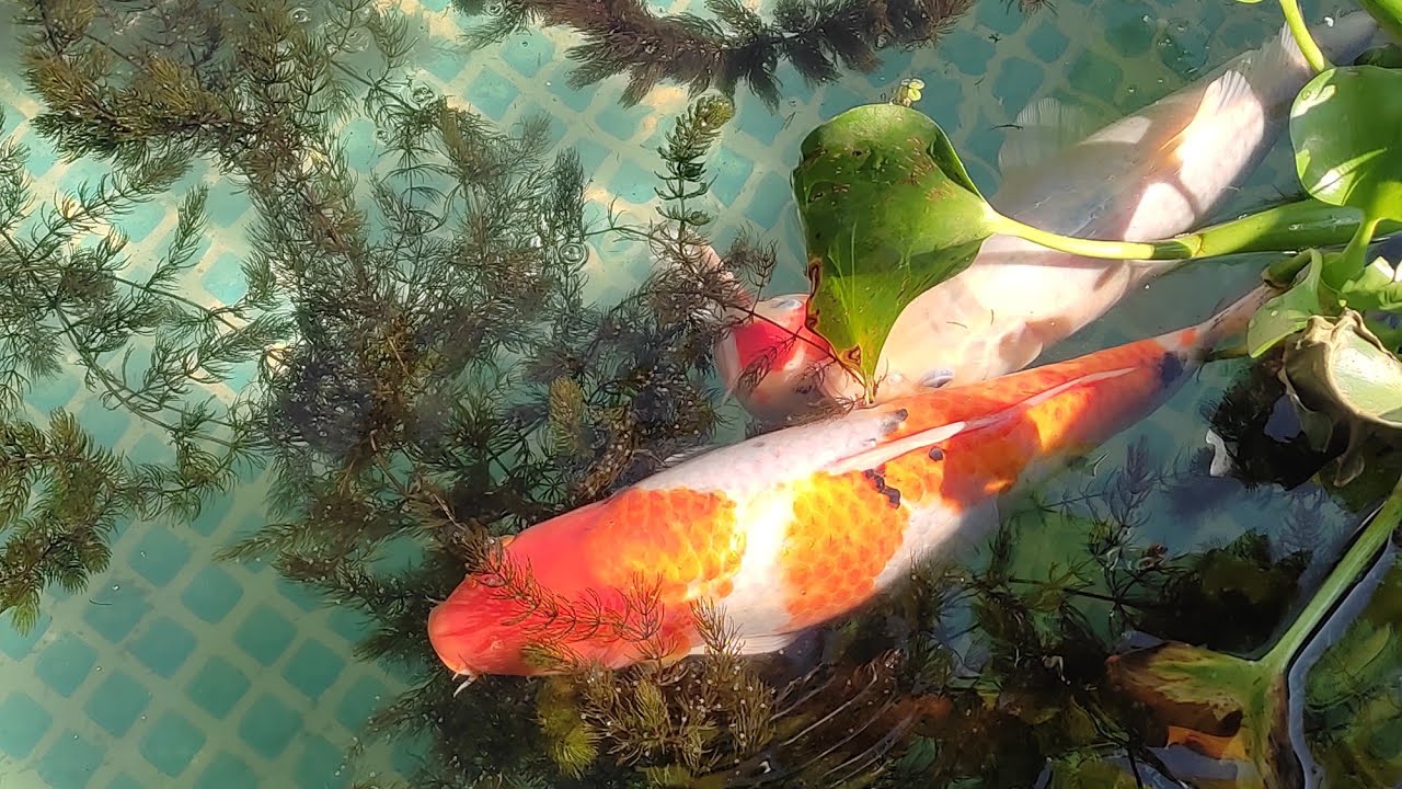 consejos para reproducir tus peces Koi exitosamente