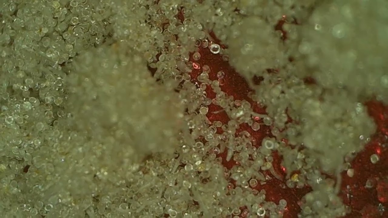Blockberry Superboof cut, hash micron comparison