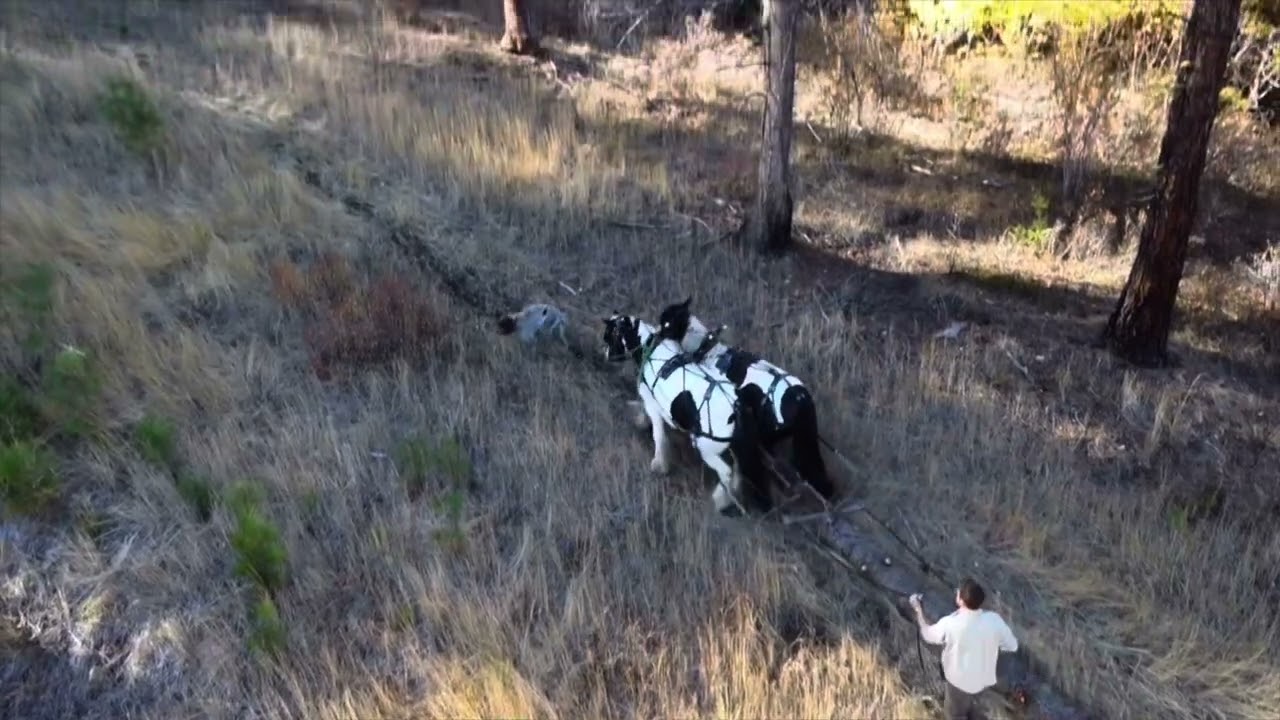 Tilly and Lilly logging timber logs uphill