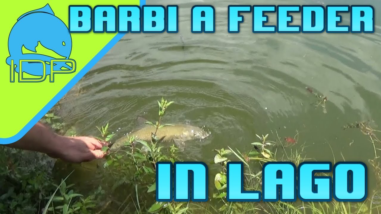 Feeder al BARBO in Lago