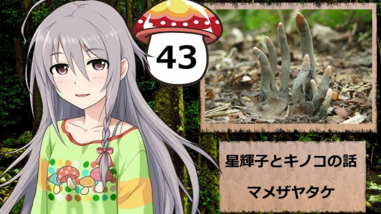 【モバマス】星輝子とキノコの話43　マメザヤタケ