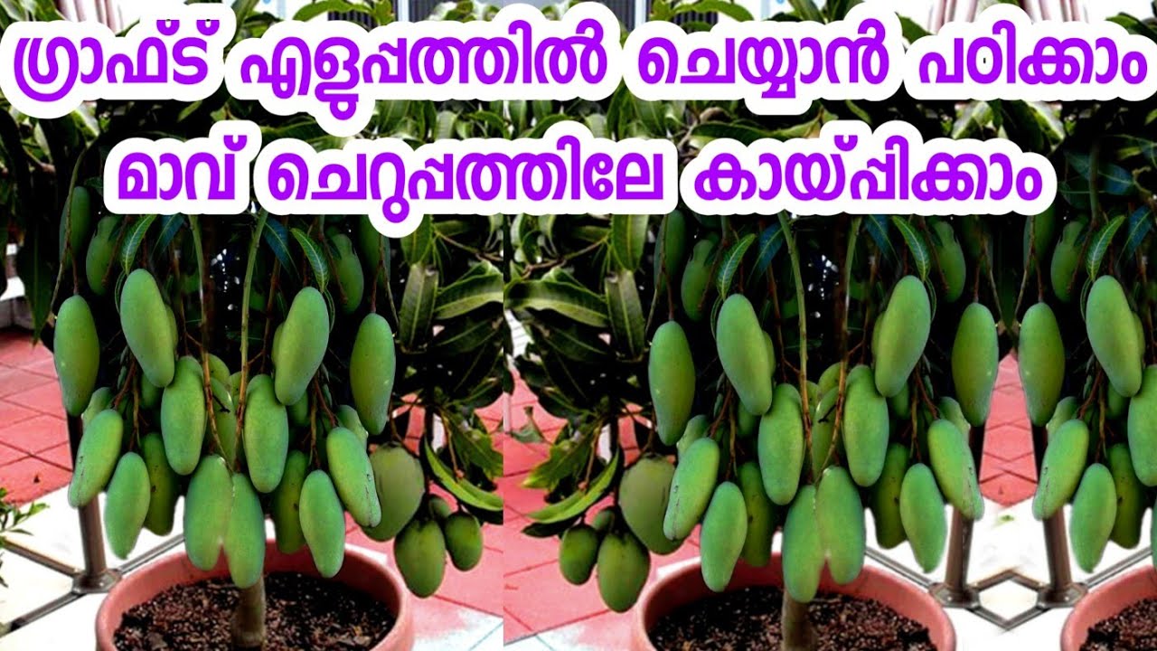 grafting ഒരു വ്യത്യസ്ത രീതി |grafting in malayalam| buding in malayalam|grafting engane cheyya