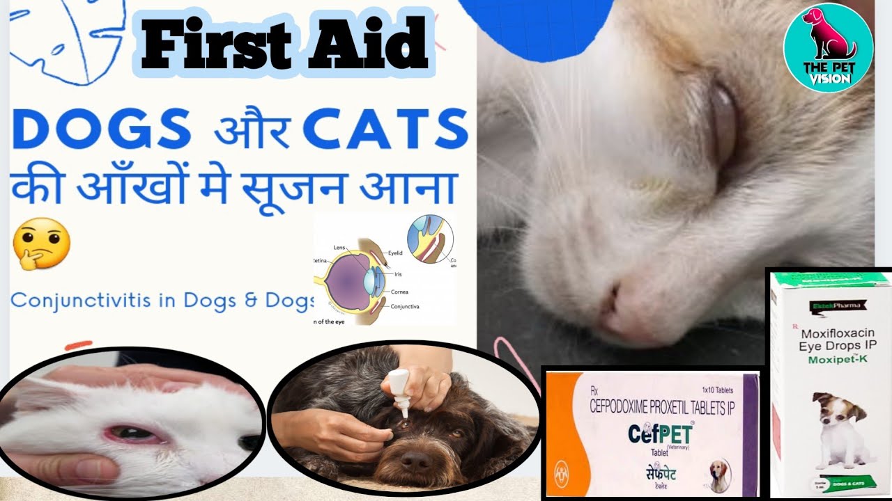 dog eye infection solution || cat eye problems || conjunctivitis in dogs and cats || first aid