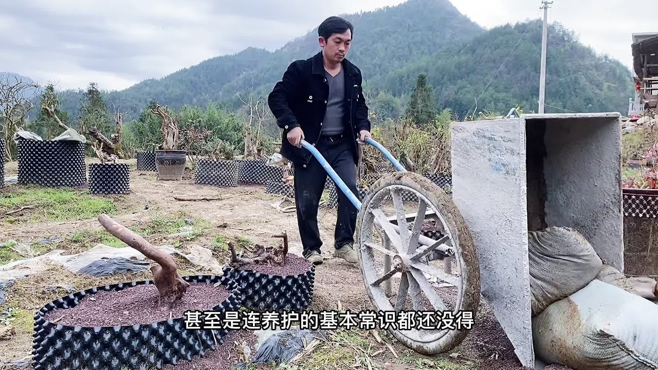#我的乡村生活 #新农人计划 #盆景素材 。话说做盆景必须多项全能。