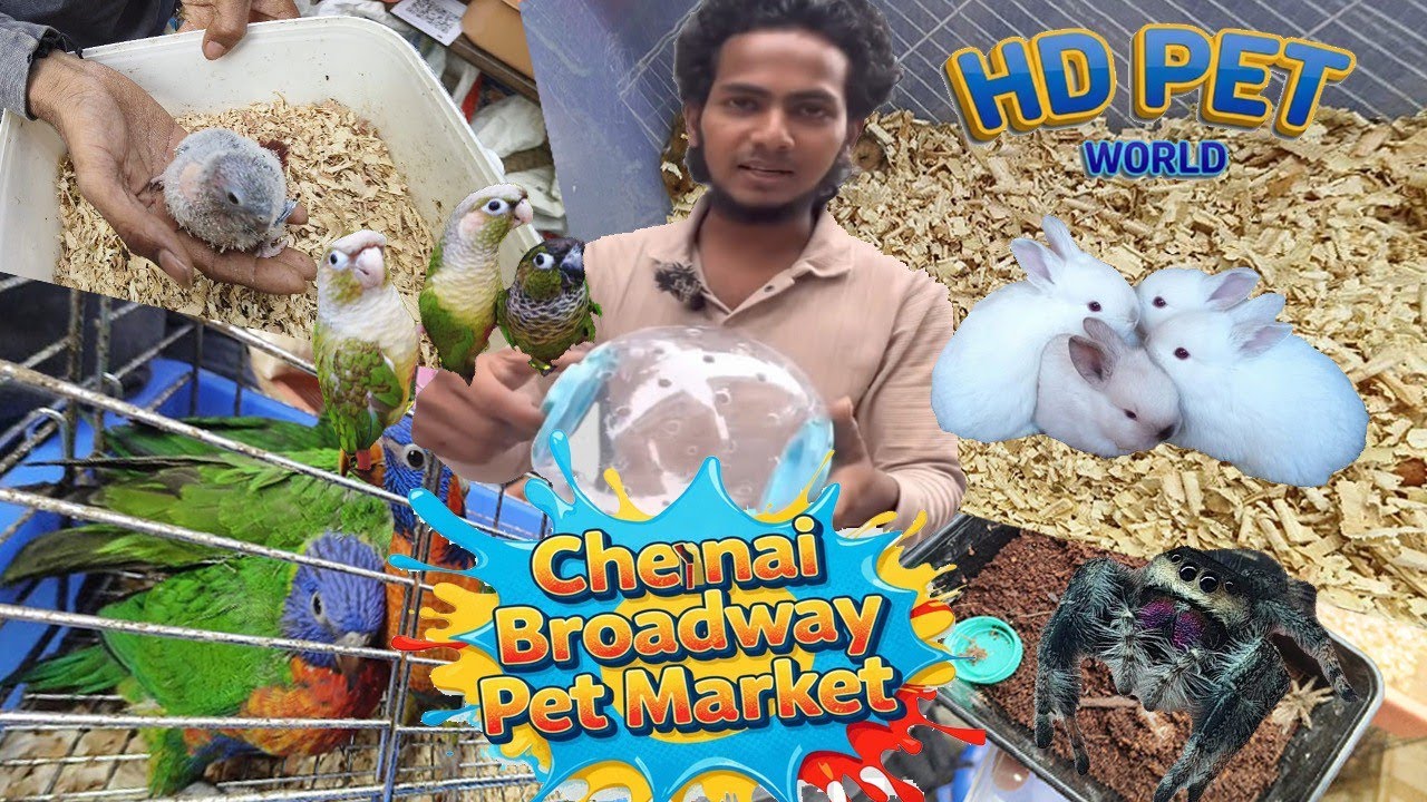 Talking Parrots & Rare Birds at HD Pet World | Broadway Sunday Market