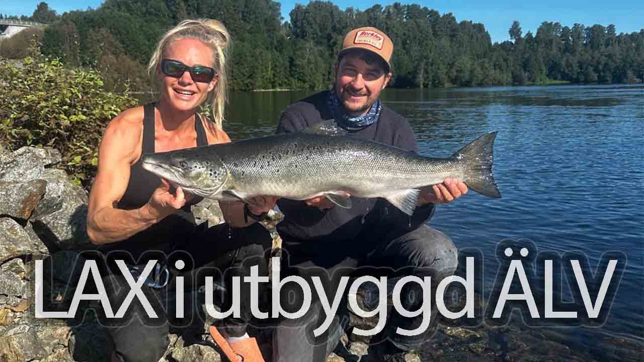 Spinnfluge-LAX i utbyggd ÄLV
