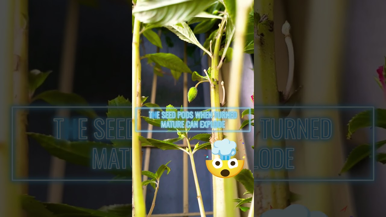 Explosive Seed Pods #gardening #plants #balsamplant #balconygarden