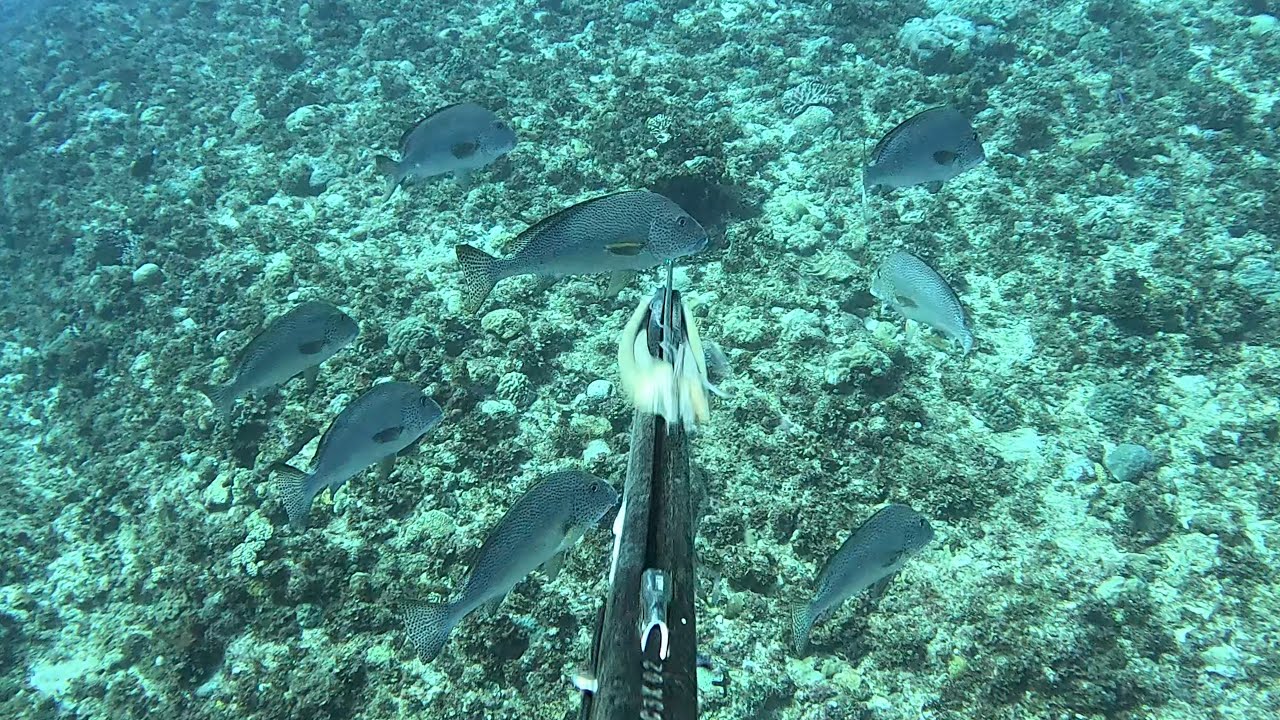【素潜り魚突き】2025年8月17日【spearfishing in JAPAN】