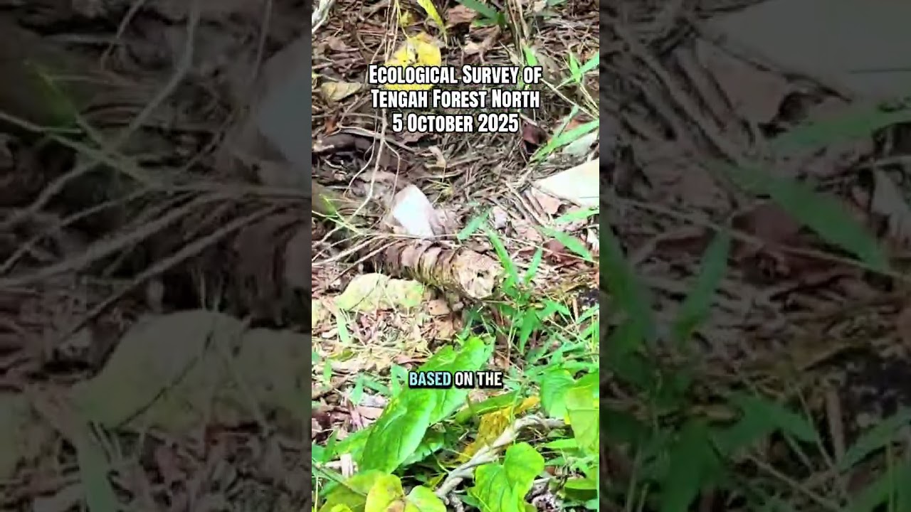 5 Oct 2025 Ecological survey of Tengah Forest North: Habitat degradation disrupts ecosystem balance