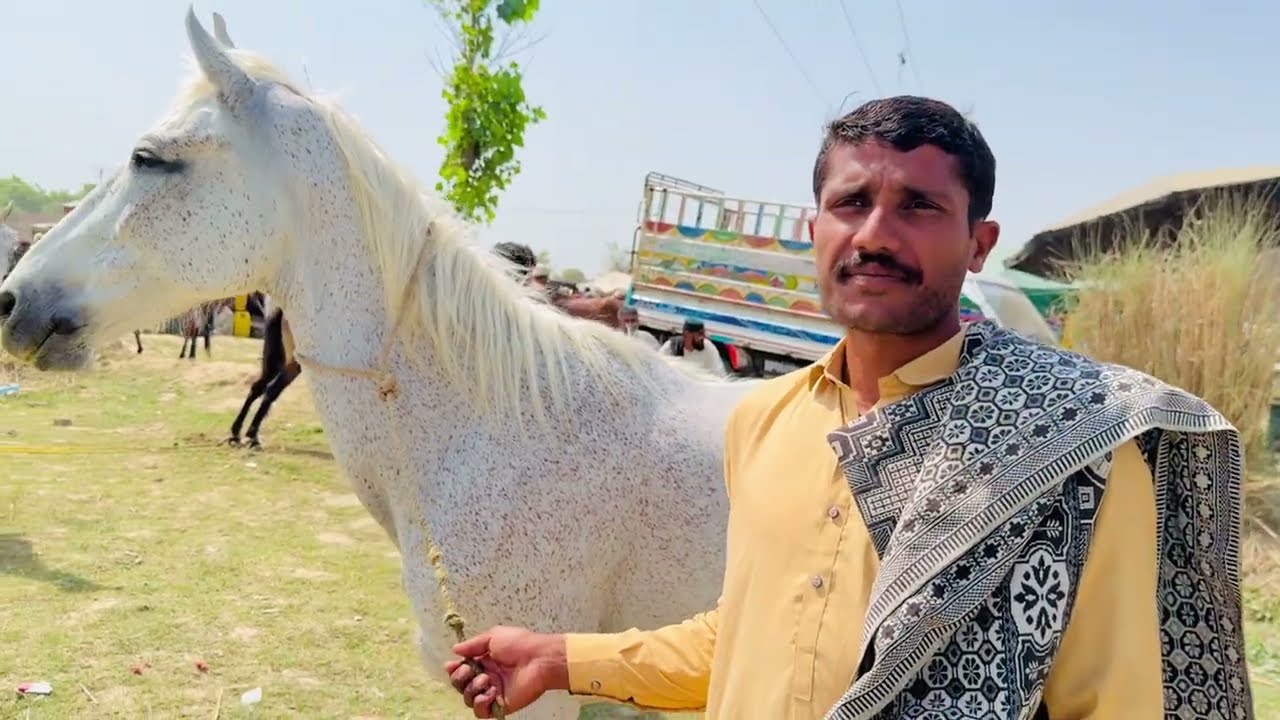 Horse Mandi Amipur Bangla Faisalabad | Horse For Sale Pakistan | Ghora Mandi | Shok NAWABI